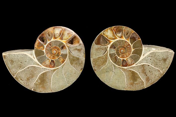 Cut & Polished Ammonite (Anapuzosia?) Pair - Madagascar #77410
